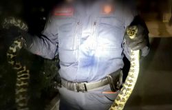 Pomezia, catturato dai carabinieri forestali un pitone australiano