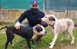 Picchia selvaggiamente i suoi cani, la polizia la denuncia e gli toglie gli animali