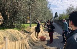 I ragazzi dei Centri diurni riabilitativi a raccogliere olive al Forte Belvedere