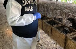Allevamenti dei visoni in Italia, vincolo sanitario per 2400 capi