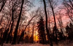 Sabato 21 novembre, Giornata nazionale degli alberi