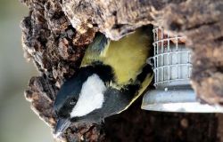 Lipu: aiutiamo l'avifauna a resistere al freddo
