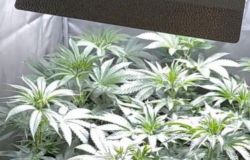 Youpol: la Polizia di Stato sorprende 52enne fiorentino con due serre di marijuana in casa