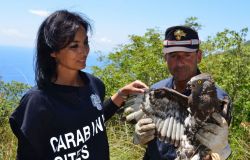 Attività dei Nuclei Carabinieri CITES in Toscana