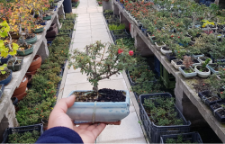 A Natale regala un Bonsai per il Giardino di Roma