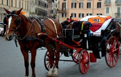 Roma, le botticelle nei parchi, l'Oipa: i cavalli che andranno in pensione siano tutelati