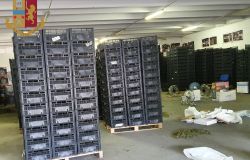 Fiumicino,tra 6 quintali di canapa....anche 13 kg di marjuana, indagati i titolari dell'azienda agricola