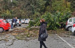 Mostacciano, ancora un albero caduto nel quartiere