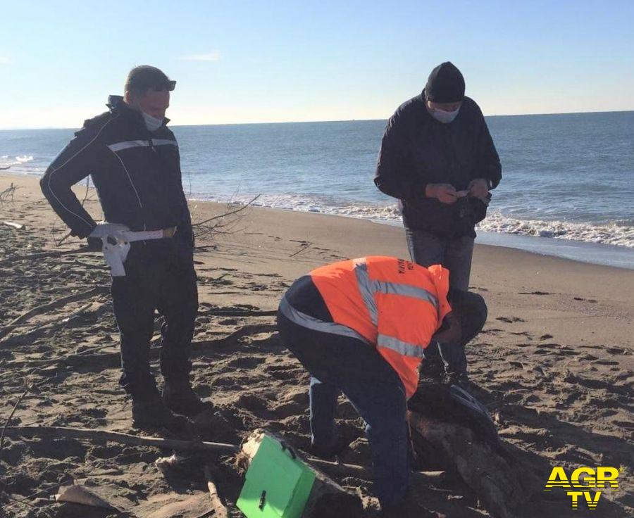 Fregene, la spiaggia diventa una discarica dopo le mareggiate Fregene, la spiaggia diventa una discarica dopo le mareggiate
