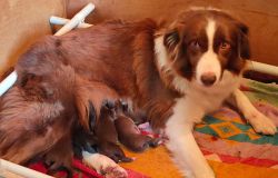 Firenze. Cinque cuccioli per Piper