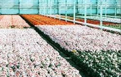 Agricoltura, oltre 9,5 milioni per promozione all’estero, trasformazione prodotti e florovivaismo