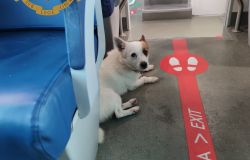 Spaventato dai botti di fine anno un cane si rifugia su un treno, dalla Lav: stop ai fuochi artificiali tutto l'anno
