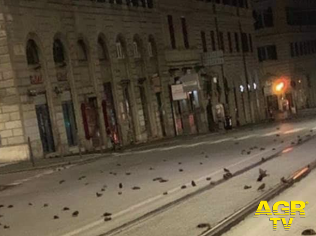 Pirotecnici, la moria di storni a Roma non è legata ai fuochi d'artificio Pirotecnici, la moria di storni a Roma non è legata ai fuochi d'artificio