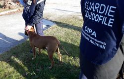 Kila presa a calci dal suo padrone, denunciato per maltrattamenti