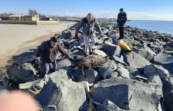 I resti di un cinghiale sulla scogliera del vecchio faro a Fiumicino