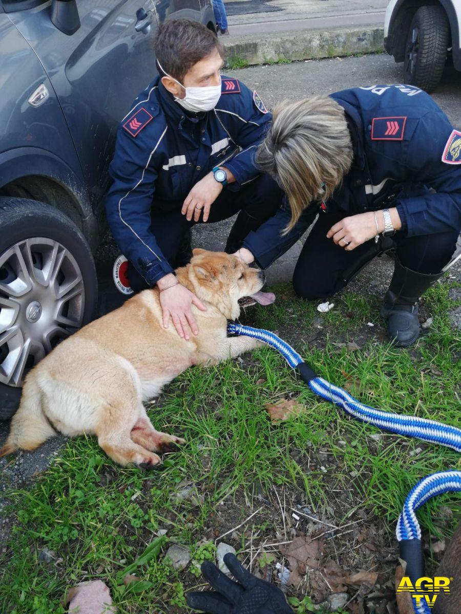 Cane scappa da abitazione e si butta nel traffico, rincorso e salvato a Firenze dalla Polizia municipale