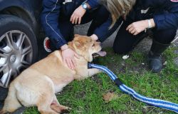 Cane scappa da abitazione e si butta nel traffico, rincorso e salvato a Firenze dalla Polizia municipale