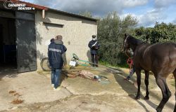 Noto, corse di cavalli clandestine su facebook, i carabinieri denunciano organizzatori e partecipanti