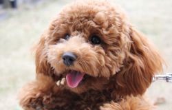 Barboncino e Scottish Fold saranno il cane e il gatto preferiti del 2021
