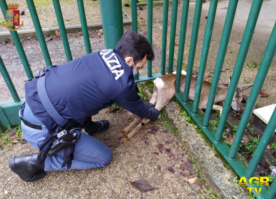 Dopo un giro in centro capriolo resta incastrato in una recinzione in zona Stadio a Firenze