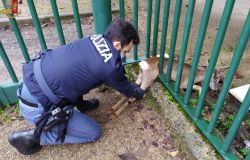 Dopo un giro in centro capriolo resta incastrato in una recinzione in zona Stadio a Firenze