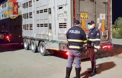 Trasporto animali vivi, tante le irregolarità riscontrate