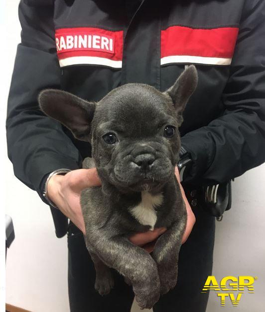 Carabinieri-Comando provinciale di Firenze Scandicci: due persone denunciate per maltrattamento di animali e traffico di animali da compagnia Carabinieri-Comando provinciale di Firenze Scandicci: due persone denunciate per maltrattamento di animali e traffico di animali da compagnia