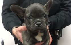 Scandicci: due persone denunciate per maltrattamento di animali e traffico di animali da compagnia