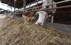biodistretto allevamento mucche