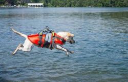 Sport, la proposta: una scuola di formazione per abilitare unità cinofile per il salvataggio in mare