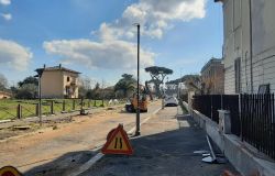 Ostia Antica, sacrificati i pini per la pedonalizzazione, è scontro politico per il taglio di 14 alberature
