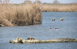 WWF, al via  rigenerazione Italia, dieci anni per recuperare gli habitat compromessi