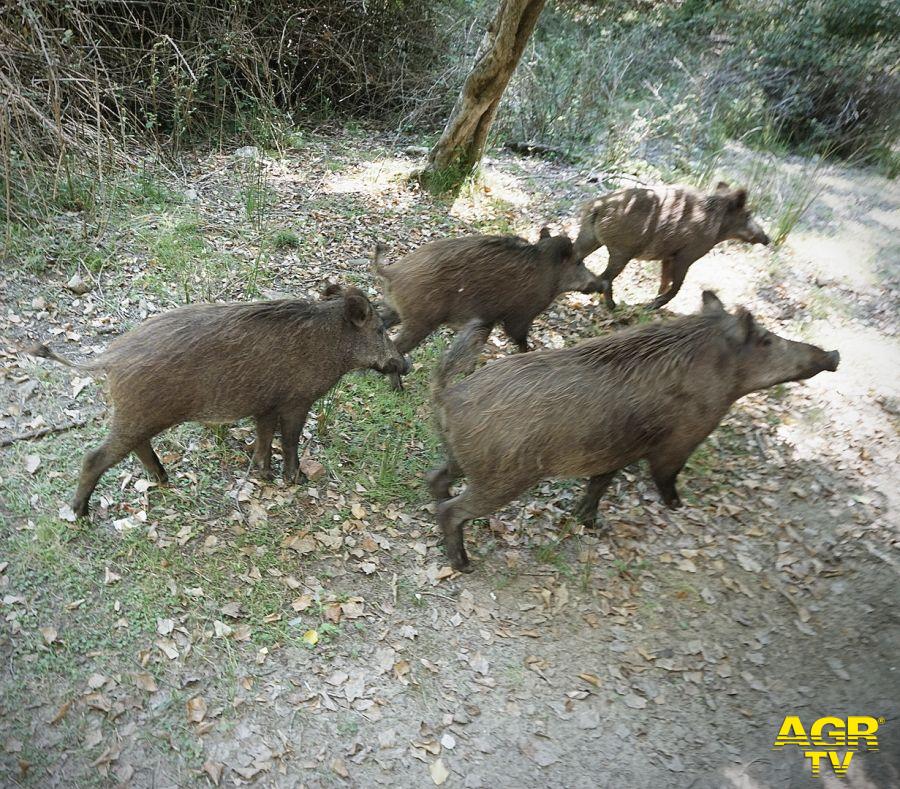 Toscana-Controllo fauna selvatica Toscana-Controllo fauna selvatica
