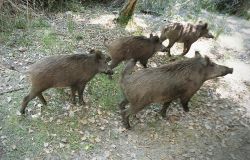 Controllo fauna selvatica: la Consulta conferma i provvedimenti della Regione Toscana