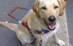 Giornata Braille, Giani: Mi impegno perché alla Scuola cani guida arrivino anche risorse statali