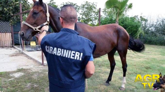 Bracciano, furti di cavalli i carabinieri ritrovano sei esemplari