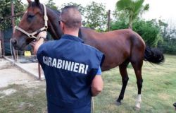 Bracciano, furti di cavalli i carabinieri ritrovano sei esemplari