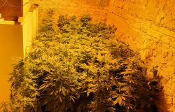 Piantagione di marjuana nel sottoscala, in manette ecuadoriano
