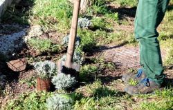Giornata mondiale di azione per il clima, al via le piantumazioni nell'area verde del Pineto