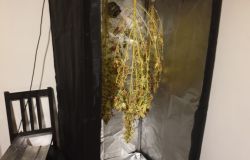 Blitz antidroga nelle maggiori piazze di spaccio della capitale, 13 arresti, sequestrati 2 kg di droga e 3 mila euro