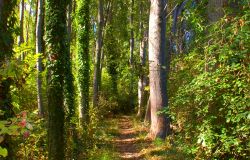 Giornata delle foreste, gli alberi monumentali testimoni della natura nelle oasi WWF