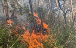 Incendio boschivo a Seggiano (Gr). Sul posto due elicotteri regionali