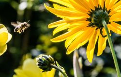 WWF, difendere le api per proteggere la biodiversità, via alla campagna ReNature