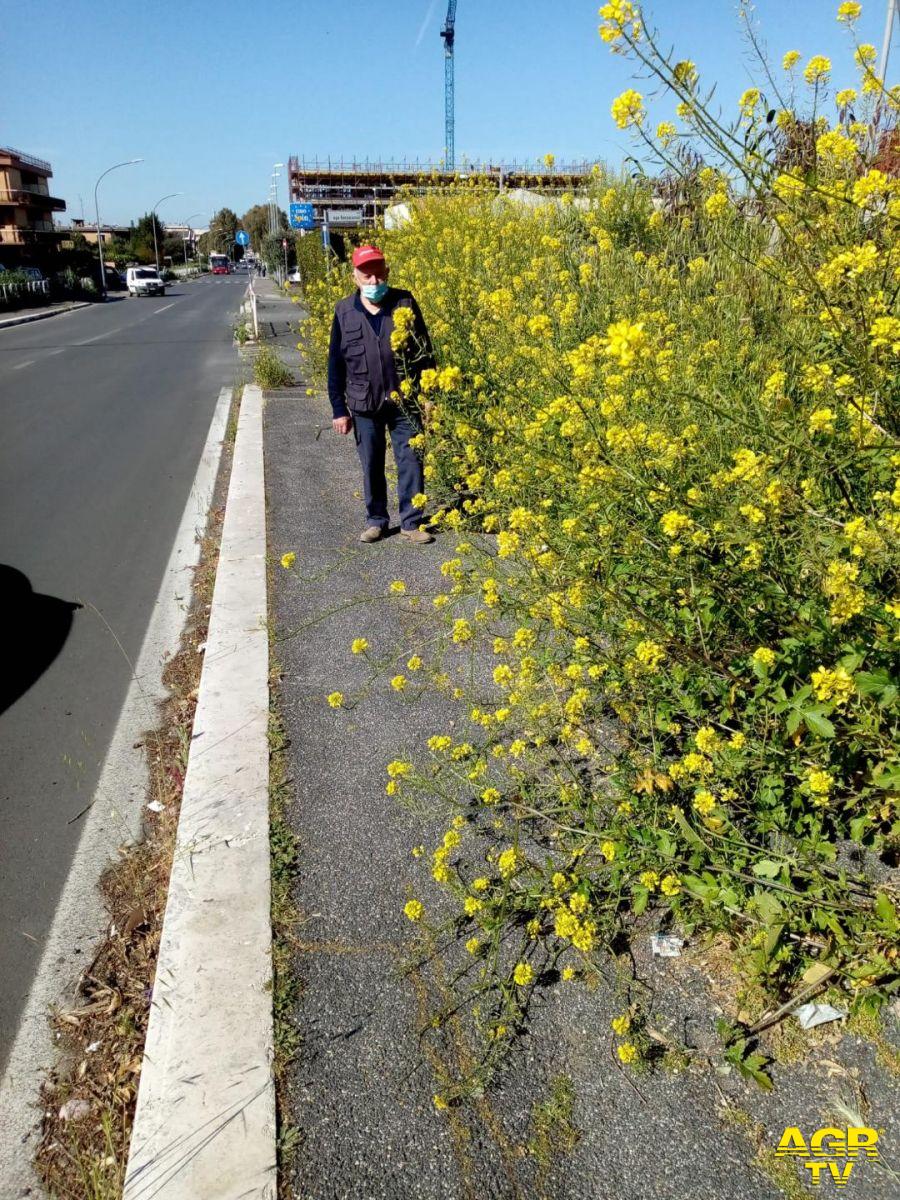 Acilia, una passeggiata tra i fiori su via Prato Cornelio