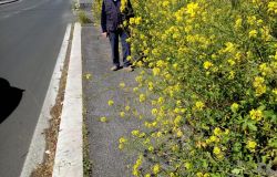 Acilia, una passeggiata tra i fiori su via Prato Cornelio