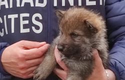 Sequestrati veri cuccioli di lupo in un allevamento per cani pastori