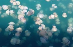 Spettacolare invasione...pacifica delle meduse nel golfo di Trieste