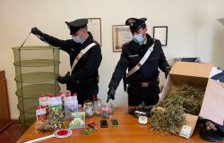 Una serra per coltivare la marijuana: sequestrata a Bagno a Ripoli