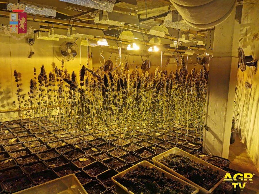 Roma, sotto l'hotel una coltivazione di marjuana, sequestrati 87 kg. di stupefacente Roma, sotto l'hotel una coltivazione di marjuana, sequestrati 87 kg. di stupefacente