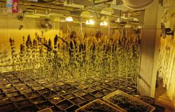 Roma, sotto l'hotel una coltivazione di marjuana, sequestrati 87 kg. di stupefacente